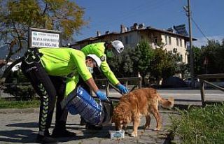 Fethiye’de polis, sokak hayvanlarına mama bıraktı