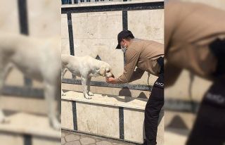 Fethiye’de susuz kalan köpeğin yardımına bekçiler...