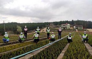 Fidan üretiminde çalışan kadınlardan ‘Evde...
