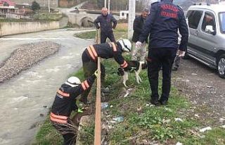 Galanima Deresi’ne düşen sahipsiz köpek itfaiye...
