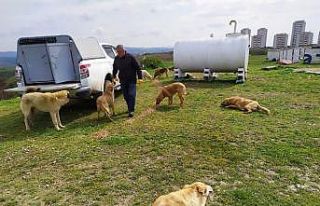 Gebze’de sokak hayvanları unutmadı