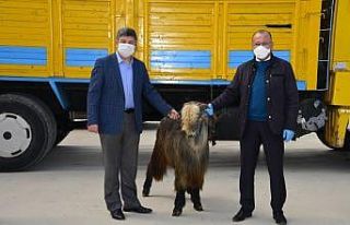 Gediz’de 70 adet damızlık teke dağıtıldı