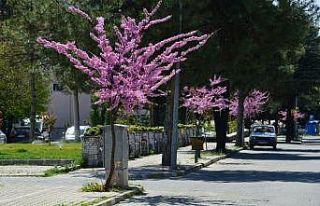 Gediz’de baharın müjdecisi erguvanlar göz kamaştırıyor