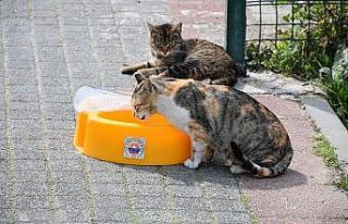 Gemlik’de mama kapları uygun alanlara yerleştiriliyor