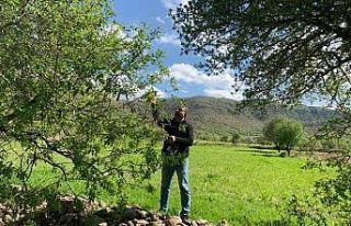 Gercüş’te çağla hasadı başladı
