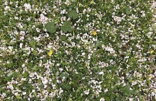 Gercüş’te ceviz büyüklüğünde dolu yağdı