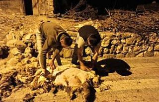 Gercüş’te koyun kırkma dönemi başladı