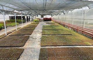 Gölbaşı Belediyesinden 80 bin organik sebze fidesi