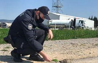 Gömeç’te sokak hayvanları, kaplumbağa ve kuşlara...