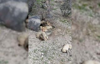 Gördüğü manzara karşısında şoke oldu