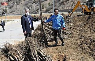 Gümüşhane Ceviz Vadisi olma yolunda ilerliyor
