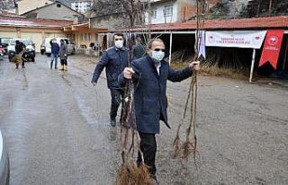 Gümüşhane’de 65 yaş üzeri çiftçilerin fidanları...