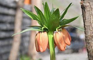 Güneş yüzünü gösterdi ters laleler çiçek açtı