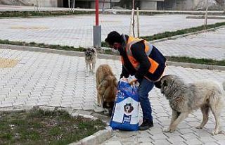 Gürpınar Belediyesi sokak hayvanlarını yalnız...