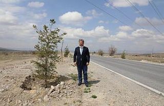 Güzelköy ve Gürpınar yolu yeni ağaçlarla şenlenecek