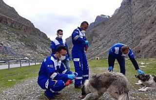 Hakkari’de sokak hayvanları unutulmadı