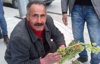 Hakkari’de ‘yayla muzu’ uçkuna yoğun ilgi