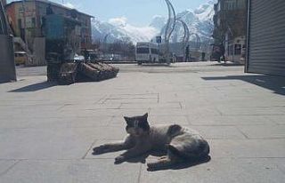 Hakkari’nin caddeleri sahipsiz kedilere kaldı