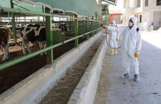 Haliliye tedbiri elden bırakmıyor