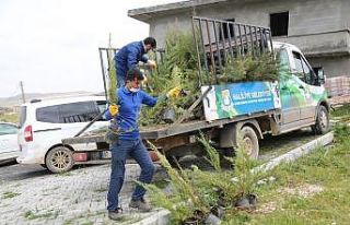 Haliliye’de yeşillendirme çalışmaları