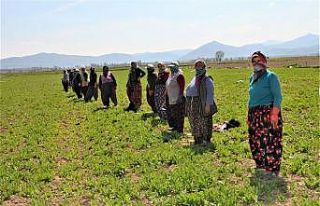 Haşhaşın anavatanında üretim devam ediyor