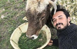 Hasta ineğin başında nöbet tutuyor