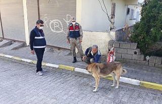 Hatay’da sokak hayvanları unutulmadı