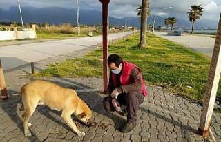 Hatay’da sokak hayvanlarına yiyecek ve mama desteği