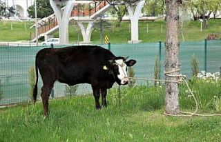 Hayırsever vatandaş polislere kumanya olarak büyükbaş...