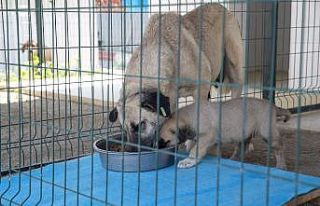 Hayvan bakımevleri ziyarete kapatıldı