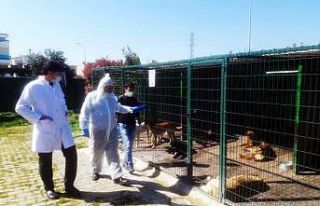 Hayvan barınaklarına Bakanlıktan denetim