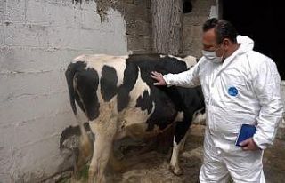 Hayvan yetiştiricilerine destek sürüyor