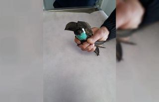 Hayvansever tarafından bulunan yaralı kuşlar tedavi...