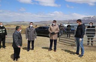 Hedef 1 Milyon Kangal Akkaraman Koyunu