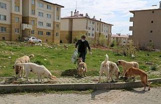 Her gün, sokak köpeklerini besliyor