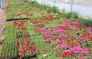 Iğdır’da şehitlikler çiçeklerle süsleniyor