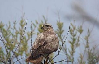 Iğdır’da tür izleme çalışmaları devam ediyor