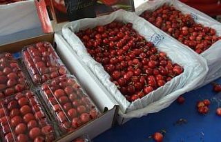 İhracata ilk giden kiraz Kemalpaşa’dan