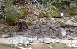 İkizdere ilçe merkezine kadar inen yavru ayı böyle...