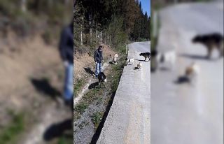 İlkadım’da sokak hayvanları için aralıksız...