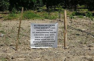 İncir fidanları çalınan çiftçiden hırsıza...