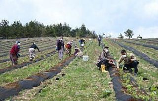 İnegöl yaban mersininin merkezi olacak