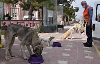 İnönü’de sokak hayvanları aç kalmayacak