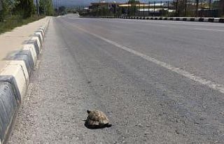 Issız sokaklar kaplumbağaya kaldı
