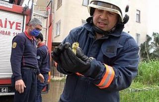 İtfaiye şaşkın ördeğin yavrularını 4. katın...