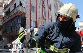 İtfaiyeden kumru kurtarma seferberliği