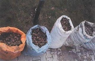 İzinsiz salyangoz toplayan 5 kişiye 10 bin lira...