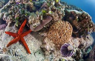 İzmir Körfezi’nden tablo gibi kareler