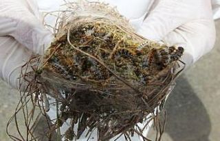 İzmir’de 2 bin 345 adet terminatör böcek ormana...