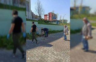 İzmit’te sokak hayvanları aç kalmıyor